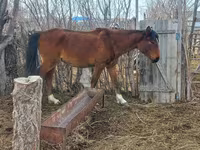 Klisna, Kazakh horse — foto 5