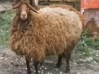 Sheep, Sheep — photo 8