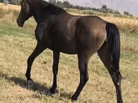 Égua, Cavalos — foto 3