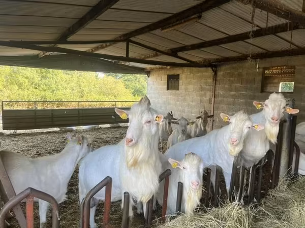 تيس, Saanen goat