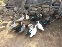 Ducks — الصورة 2