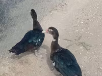 Ducks — Foto 1