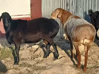 मेढ़ा, Tian-Shan semifinewool sheep — फ़ोटो 1