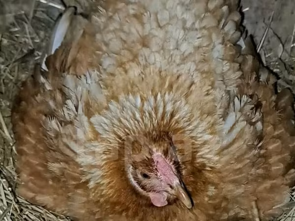 Chickens — Azerbaijan