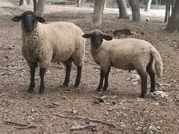 Beran, White Suffolk sheep