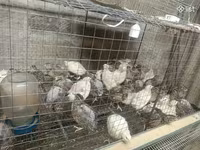 Quails — foto 1