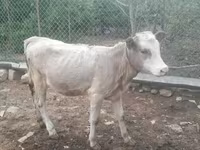 بقرة, Simmental cattle — الصورة 3