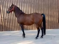 Kůň, Lipizzaner — foto 1