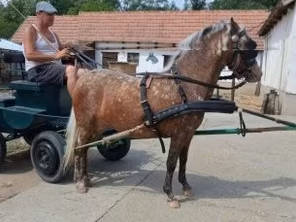 Toychoq, Berber horse