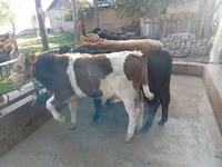 Býk, Swiss cattle — foto 3