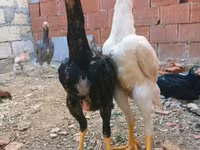 Chickens — photo 3