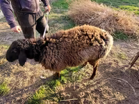 Qoyunlar (partiya, cinsi göstərilməyib), Qoyunlar — foto 7