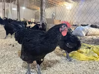 Australorp — photo 1