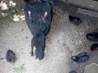 Chickens — foto 1