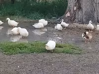 Ducks — foto 1