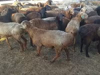 Qoç, Edilbay sheep — foto 2