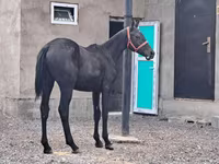 حصان, Thoroughbred horse — الصورة 1