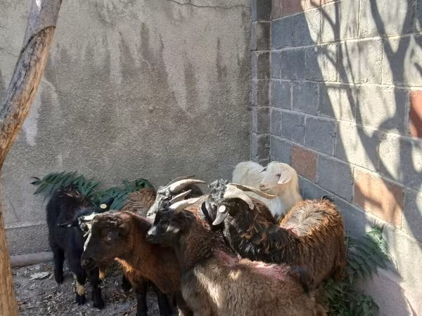 Kozioł, Kozy