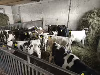 सांड, गोलस्टीन नस्ल — फ़ोटो 2