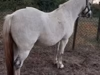 Кобила, Falabella — фото 2