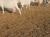 母山羊, Saanen goat — 照片 5