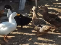 Ducks — photo 4