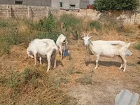 Dişi keçi, Saanen goat — foto 6