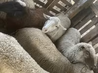 Ovce, Blackheaded Persian sheep — foto 2
