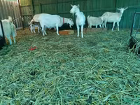 Dişi keçi, Pomellata goat — foto 6