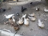 Ducks — 照片 1