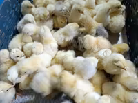 Chickens — फ़ोटो 3