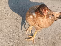 Chickens — photo 6