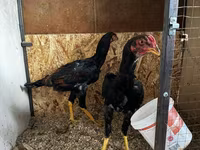 Chickens — foto 8