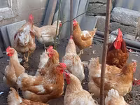 Chickens — 照片 6