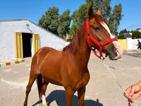 Madyan, Karabakh horse — foto 3