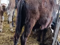 Bulle, Aberdeen-Angus — Foto 7