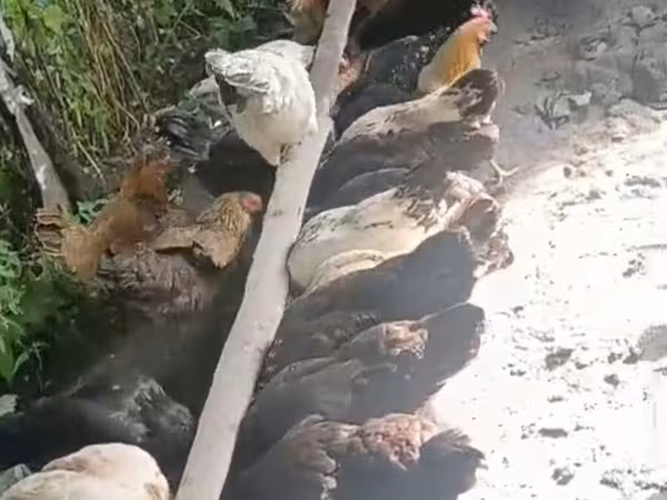 Chickens — Azerbaijan