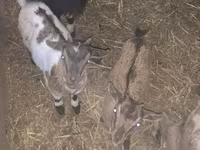 बकरी, Dutch Landrace goats — फ़ोटो 1