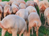 Sheep, Sheep — photo 4