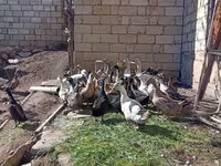 Ducks — photo 7