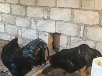 Chickens — photo 3