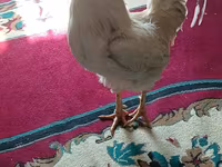Chickens — foto 3