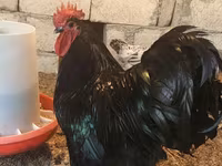 Chickens — photo 4