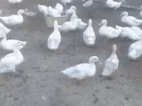 Ducks — फ़ोटो 2