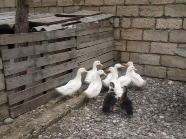Ducks
