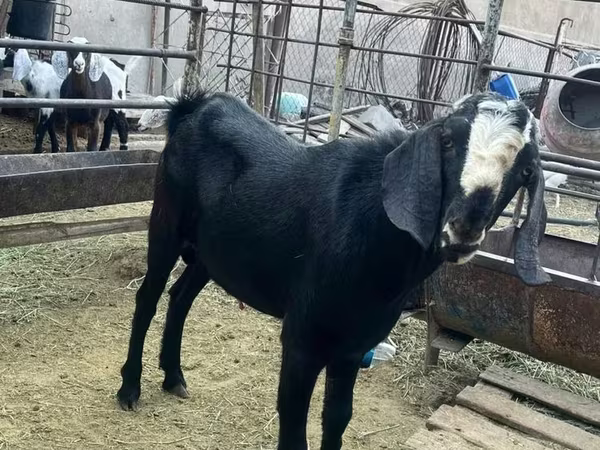 Bode, Nubian Goat