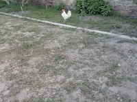 Chickens — photo 2