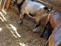 Billy Goat, Goats — photo 3