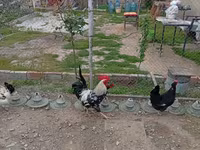 Chickens — foto 1