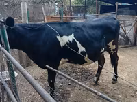 गाय, गोलस्टीन नस्ल — फ़ोटो 2